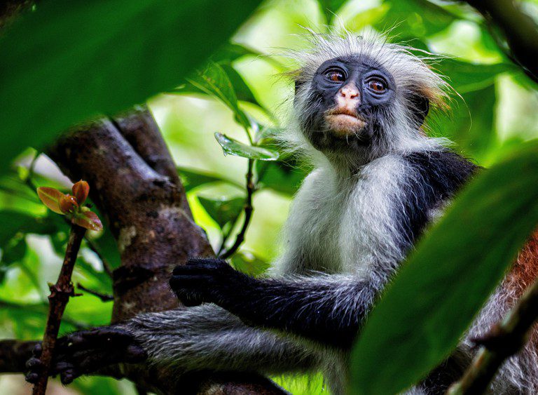 Most visitors to this vast and scenic spread of green, a biodiversity hotspot that’s part of Jozani Chwaka Bay National Park, come in hopes of sighting the rare red colobus monkey. Thousands of years of isolation from sibling species on the African mainland.