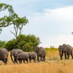 7 Days Big Five Safaris In Tanzania