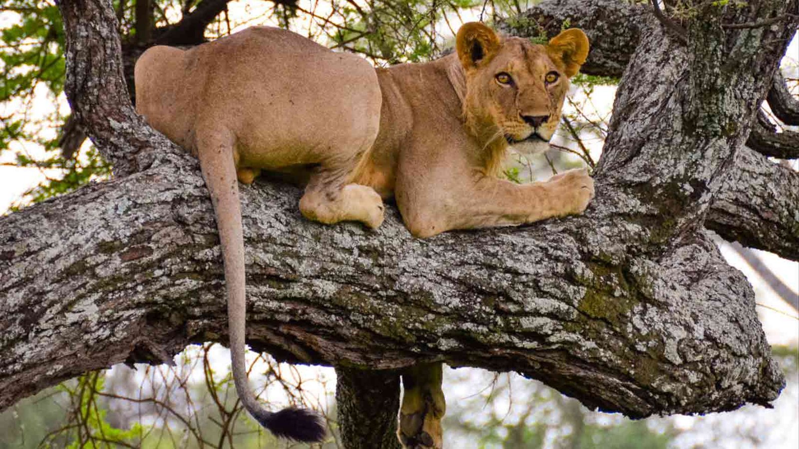 6-Day Bespoke Tanzania Luxury Safari Retreat