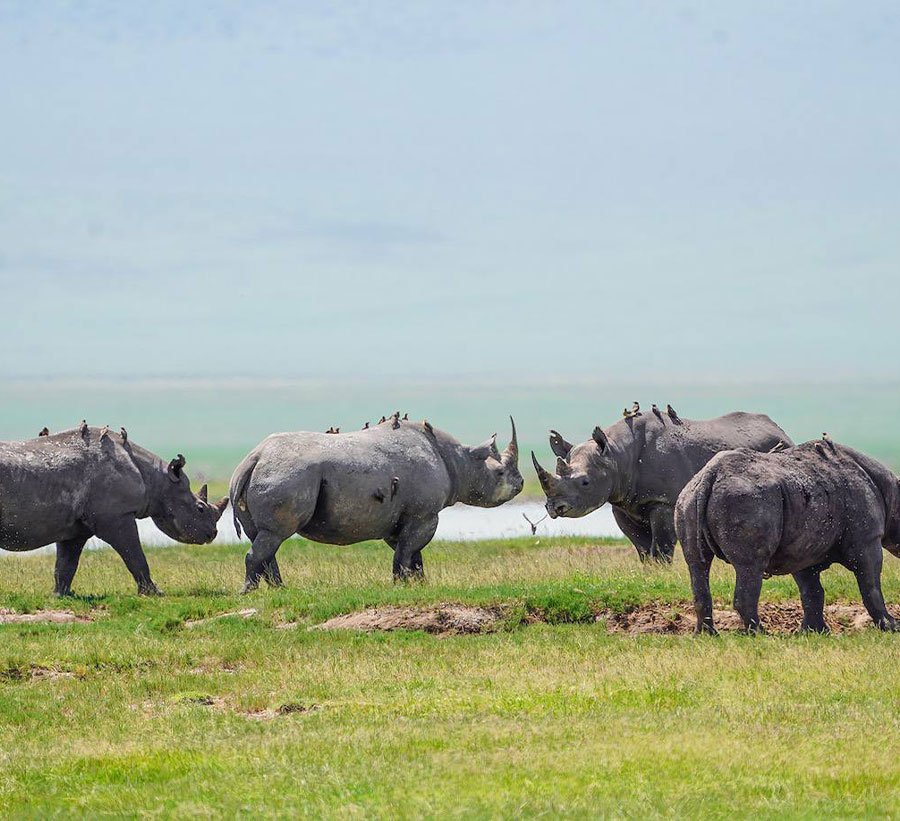 Ngorongoro Crater