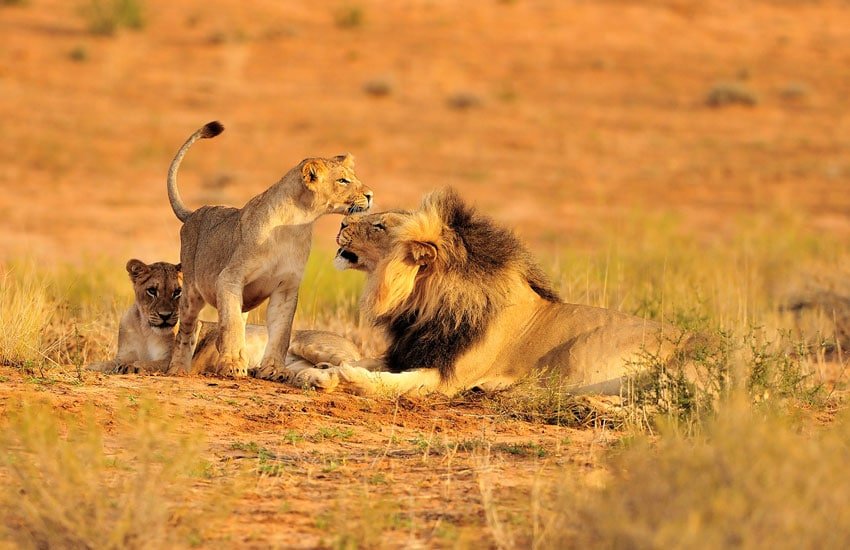 Lions and predators in Ruaha National Park