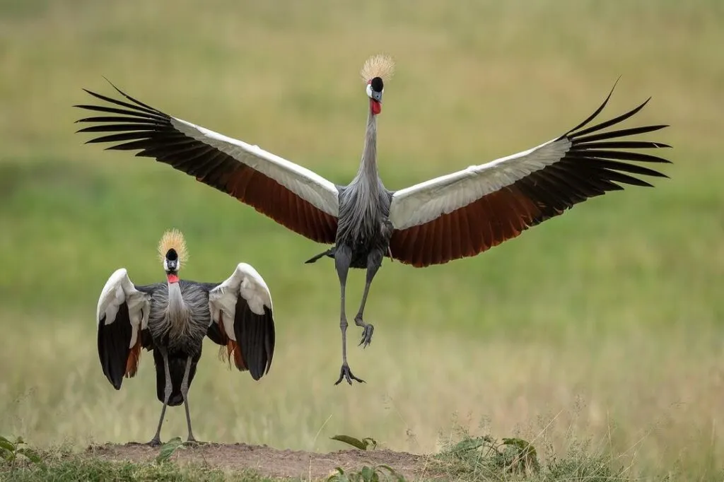 Birdwatching and game drives in Tarangire