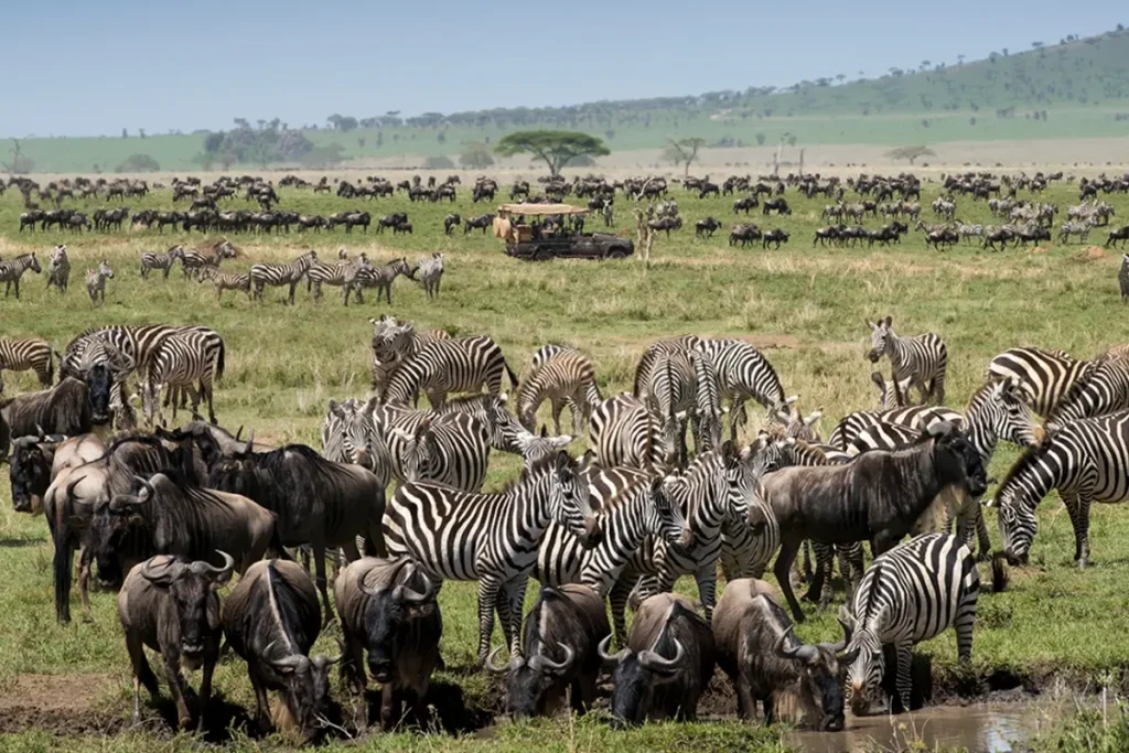 Lion or general wildlife in Seronera Valley
