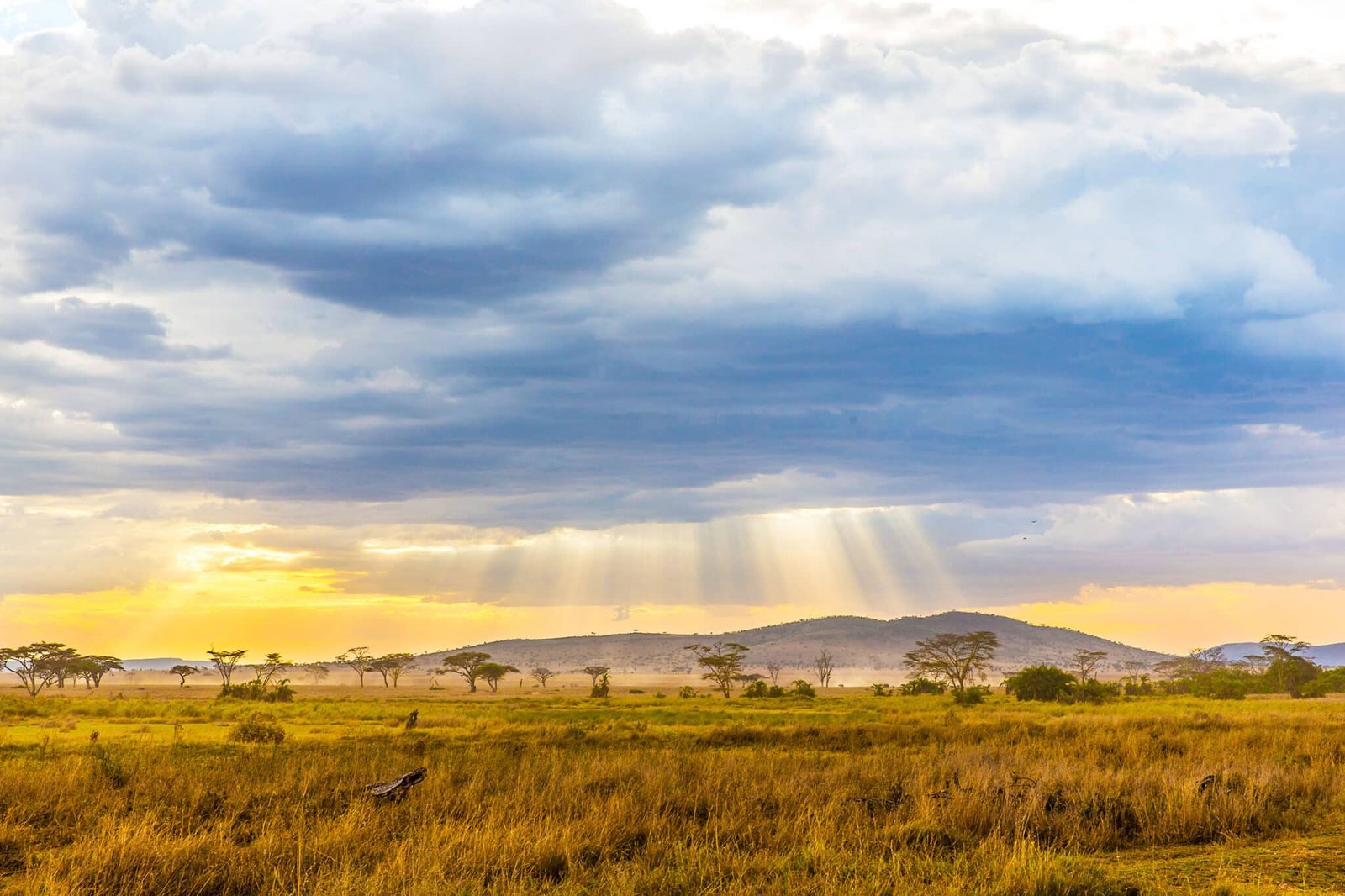 Wide Serengeti plains at golden hour