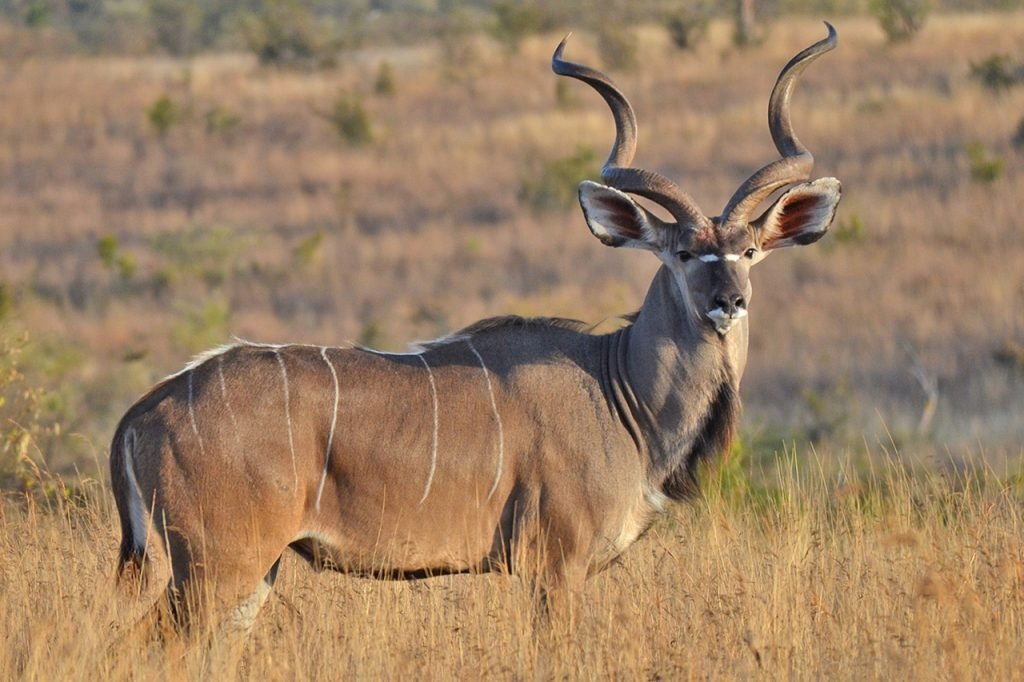 Greater and lesser kudu in Ruaha National Park