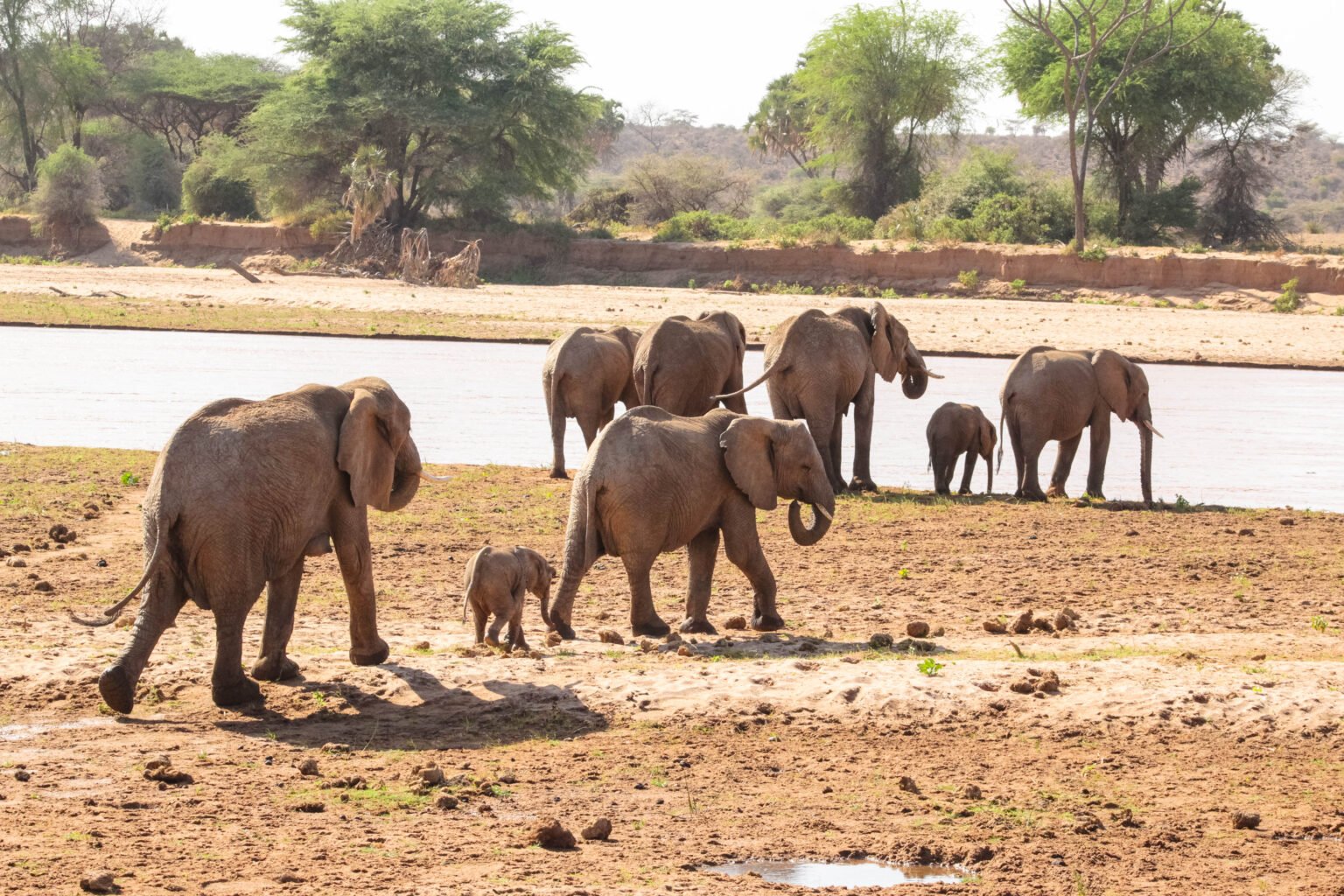 Giraffes and zebras on the Mkata Floodplain