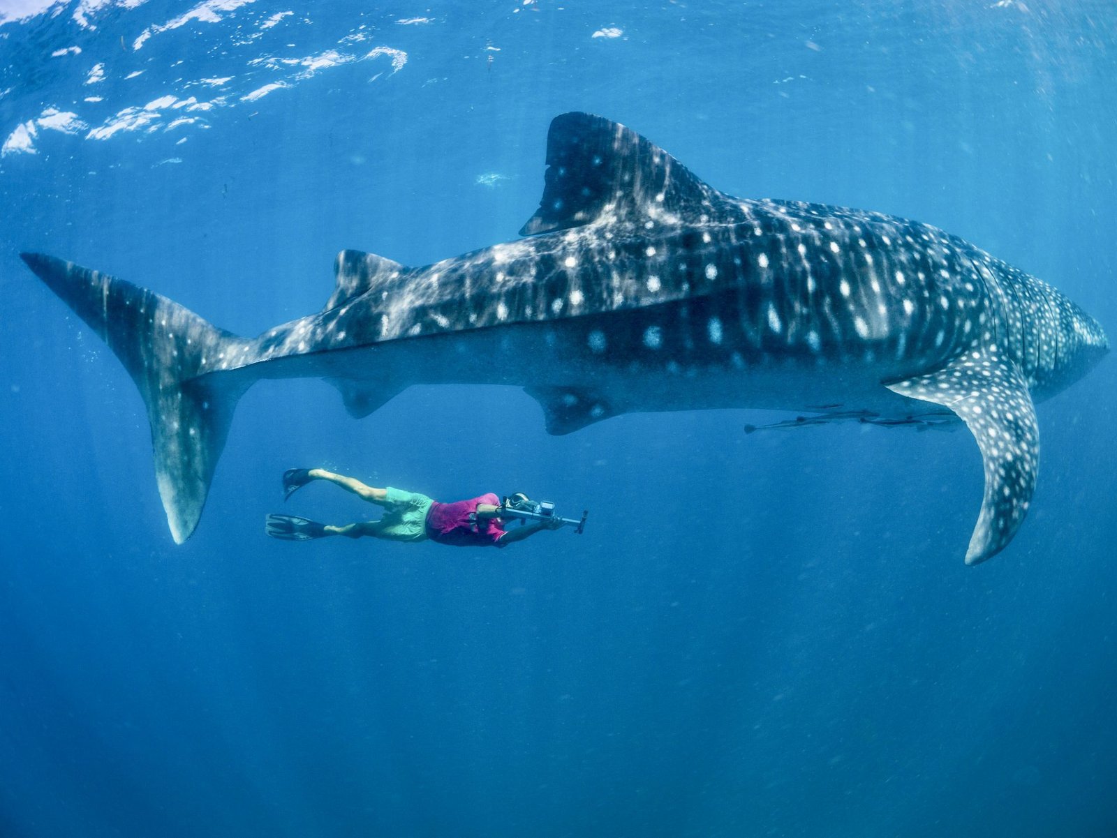 Whale shark encounter near Mafia Island