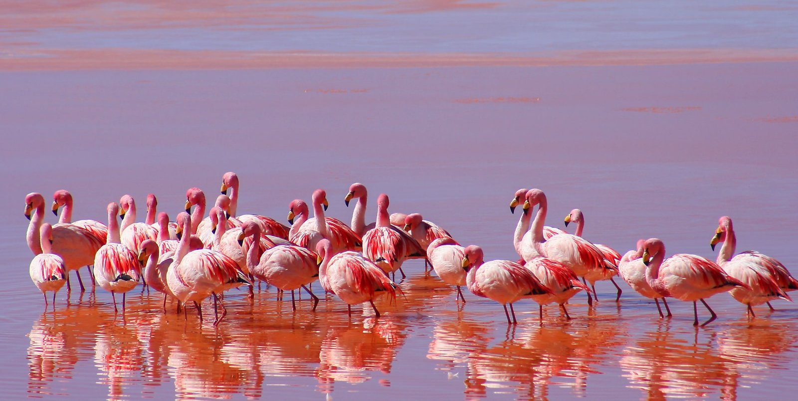Lesser Flamingos on Lake Natron