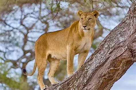 Tree-climbing lion in Lake Manyara National Park