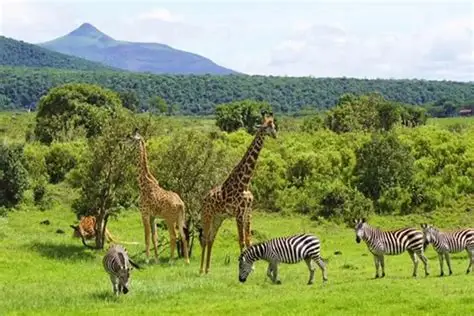 Colobus monkeys and wildlife in Arusha National Park