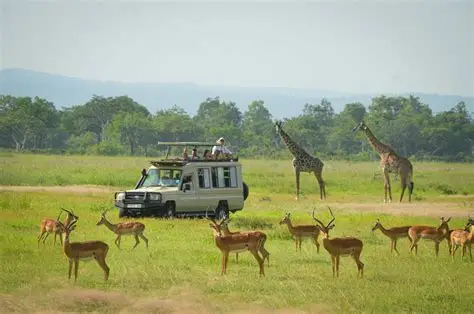 Game drive in Mikumi National Park