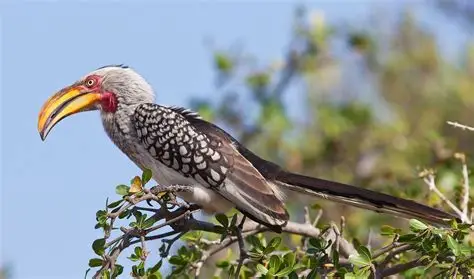 Birdlife in Mikumi National Park