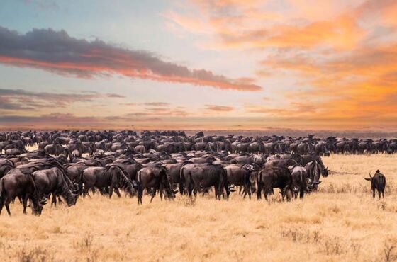 The Great Migration: Witnessing Nature’s Greatest Show in the Serengeti