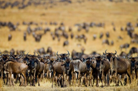 8-Day Super GreatMigration Safari at Mara RiverCrossing