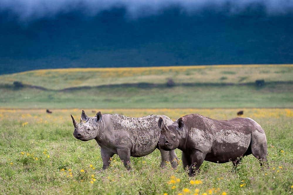 Wildlife on the Ngorongoro Crater floor
