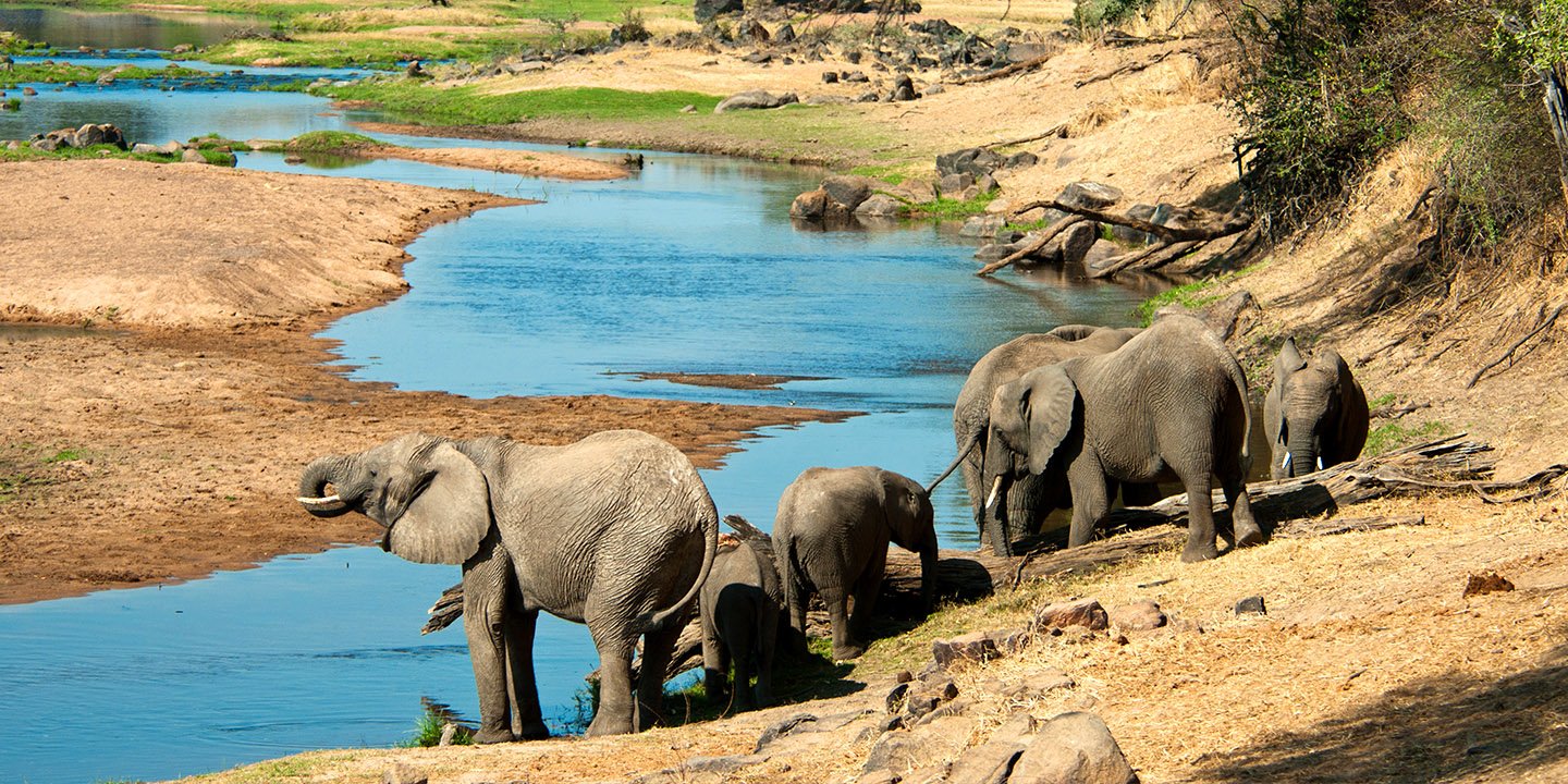 Wildlife along the Great Ruaha River