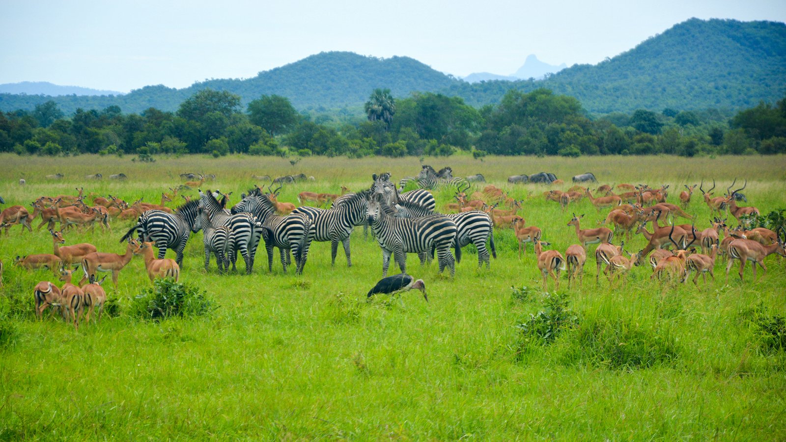 Mkata Floodplain in Mikumi National Park
