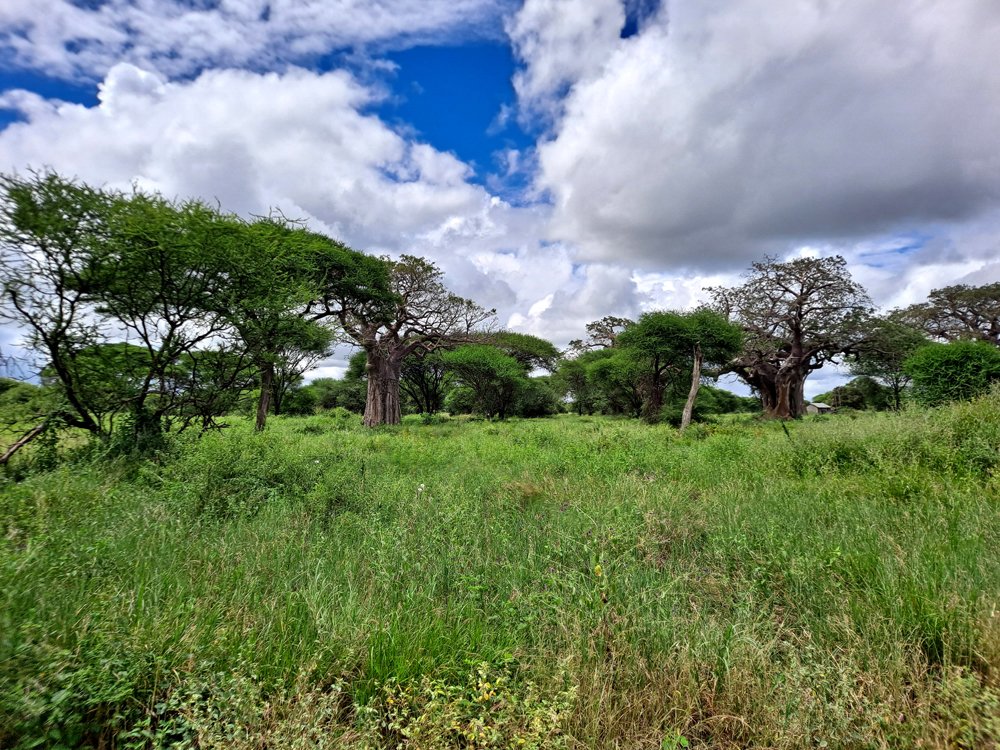 Elephants beneath baobab trees in Tarangire National Park