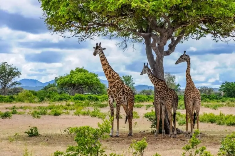 Wildlife in Mikumi National Park