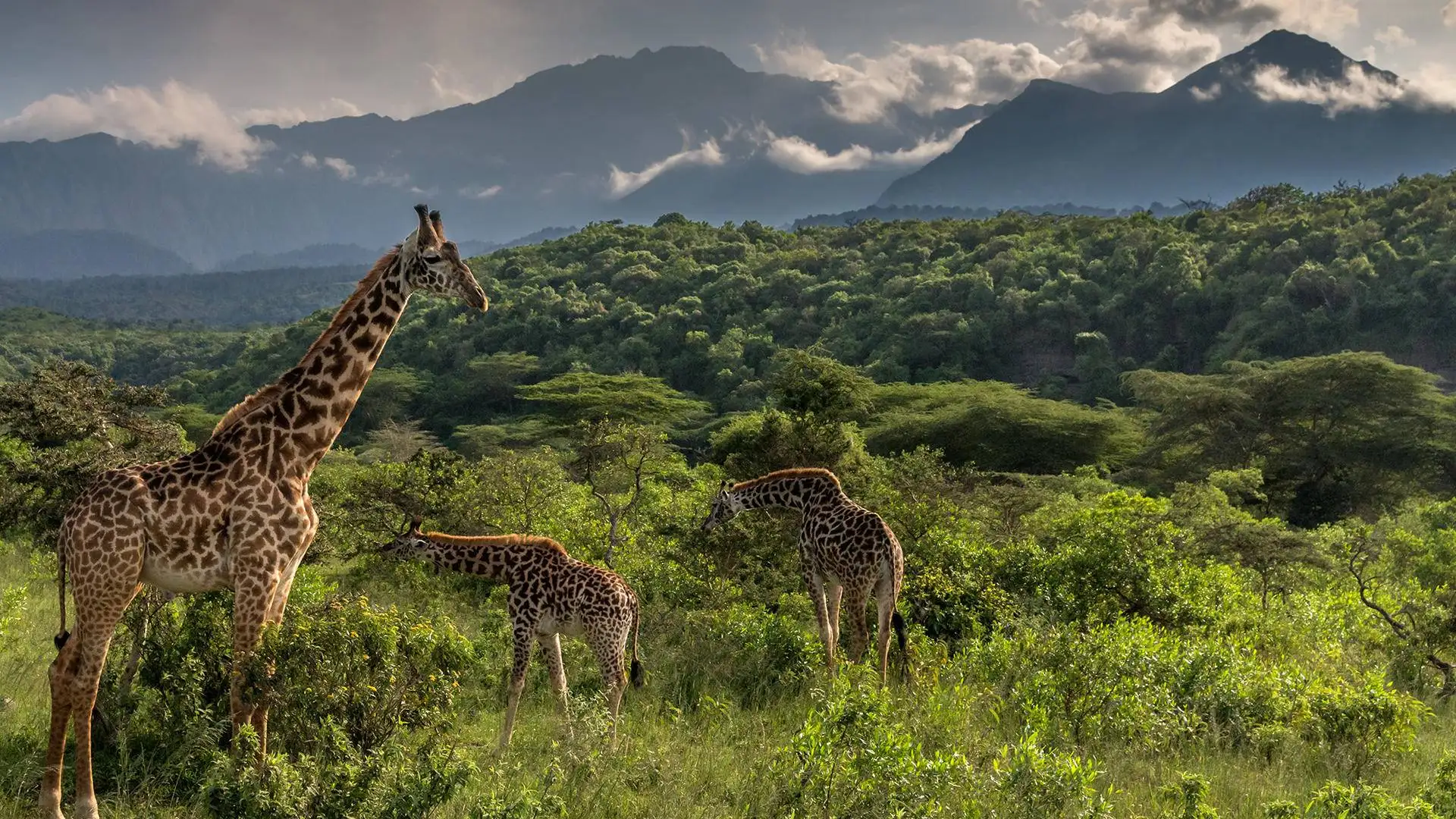Mount Meru rising above Arusha National Park