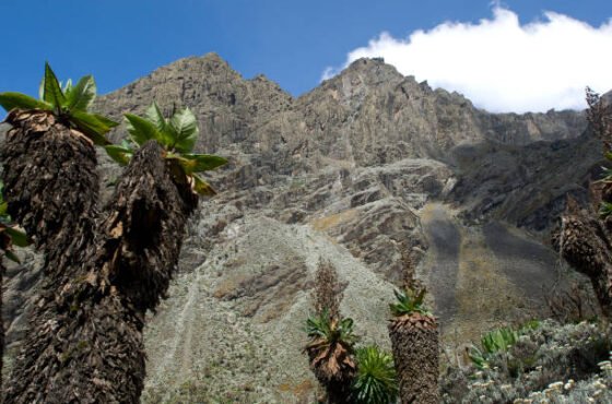 8-Day Mount Kilimanjaro Trekking Lemosho Route