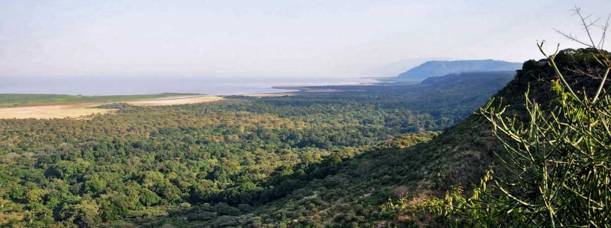 Groundwater forest in Lake Manyara