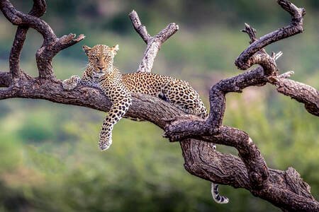 Photographer capturing wildlife and landscapes in the Serengeti