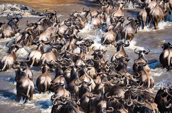 8-Day Explore Serengeti Great Wildebeest Migration Tour