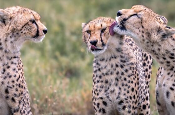 4-Day Exclusive Fly-In Safari