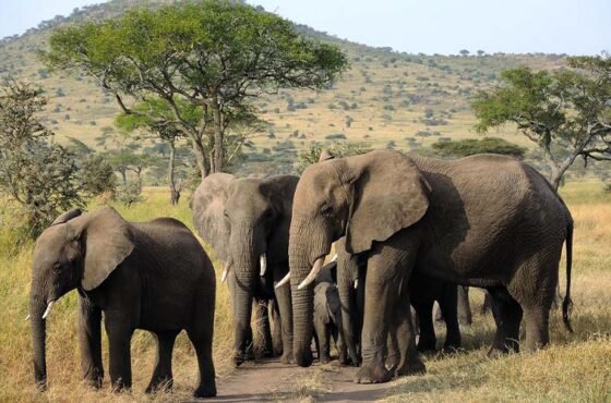 12-Day honeymoon Tanzania safari & Zanzibar