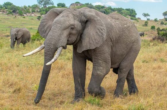 7-Day Tanzania safari: Great Migration & Big Five experience