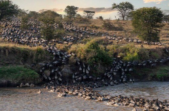 7-Day Super Great Migration Safari at Mara River Crossing