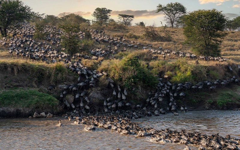 Wildebeest herd during the Great Migration, or a river crossing