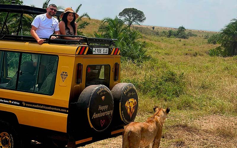 Safari vehicle on a game drive with wildlife nearby