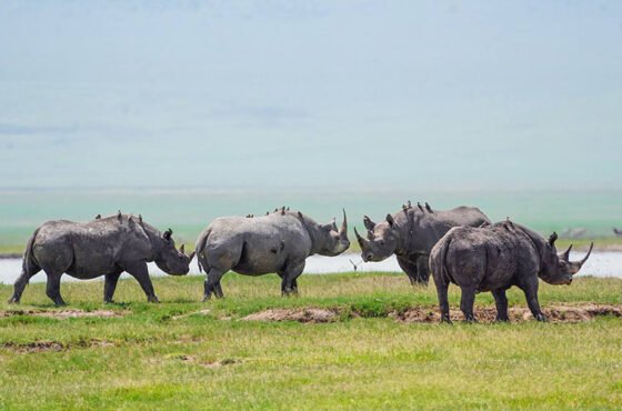 8-Day Tanzania Calving Season Safari & Cultural Experience