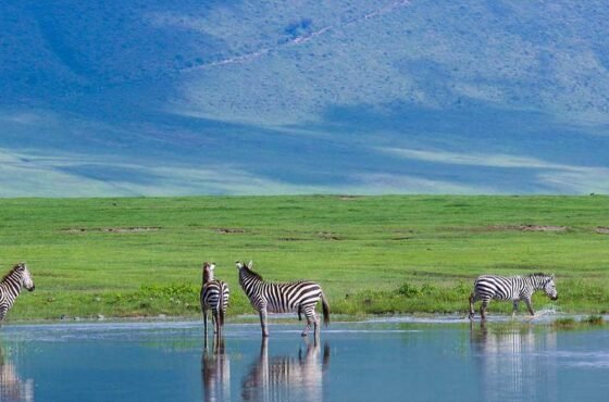 11 Days Ultimate Northern Tanzania Safari Experience