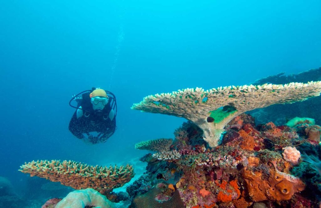 Coral reef diving near Mafia Island