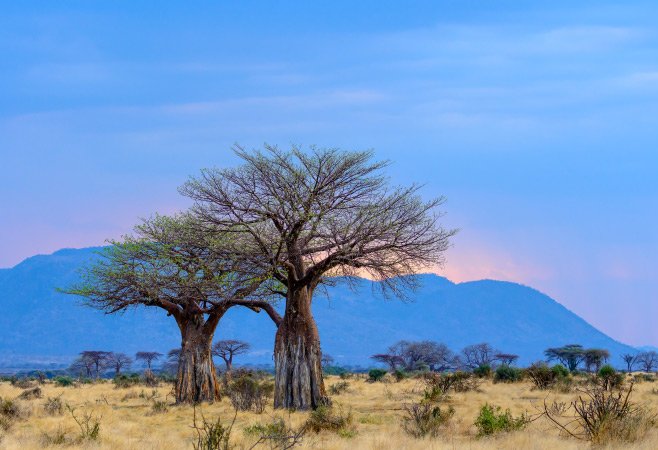 Baobab trees scattered across Ruaha's plains