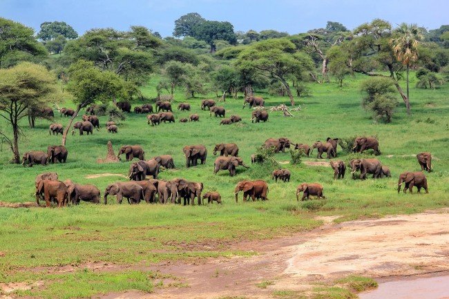 Wildlife at Silale Swamp, Tarangire