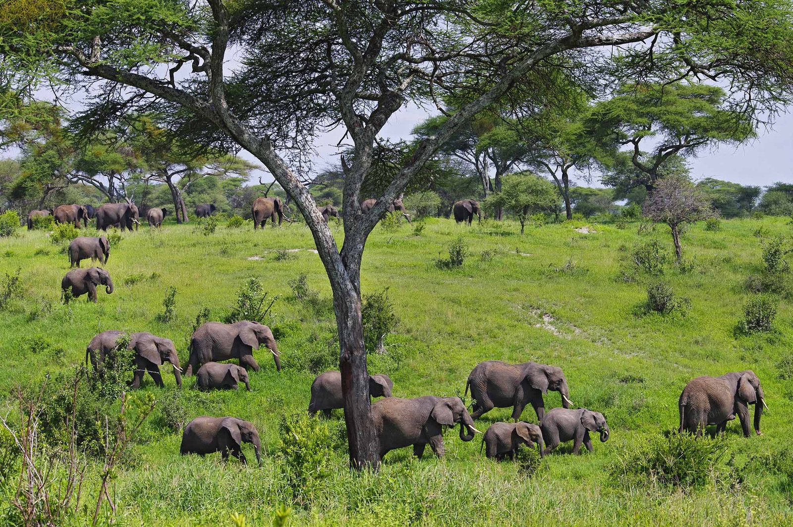 Elephant herd in Tarangire National Park
