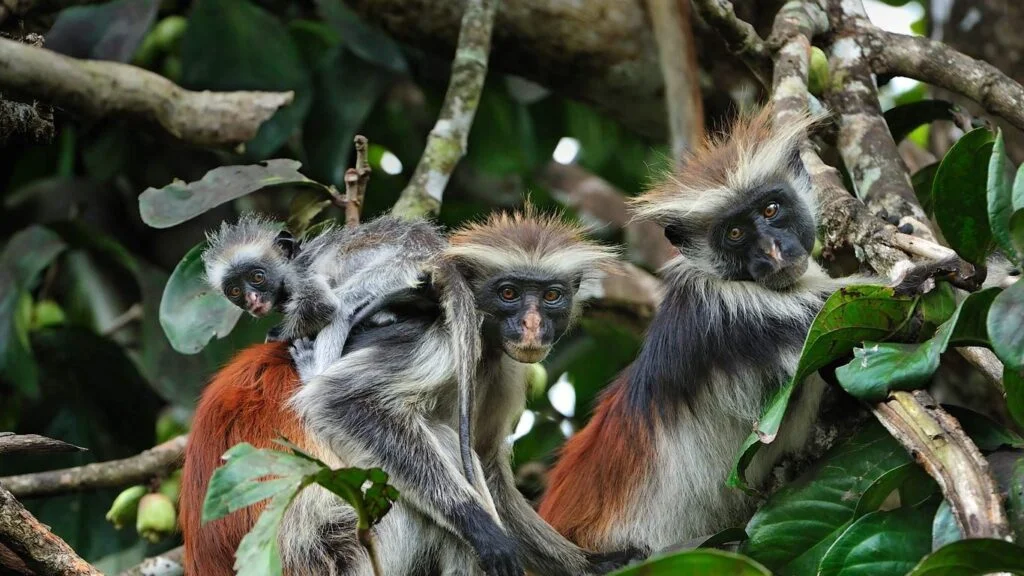Jozani Forest in Zanzibar